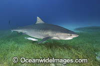 Tiger Shark Bahamas Photo - Andy Murch