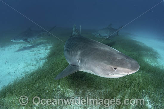 Tiger Shark Bahamas photo