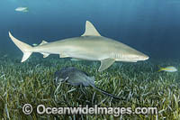 Blacknose Shark Photo - Andy Murch