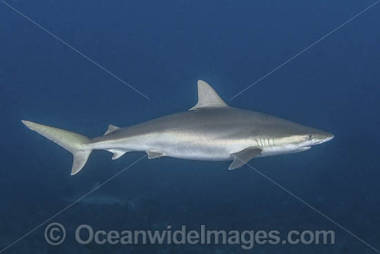 Blacknose Shark photo