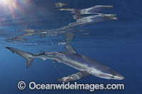Blue Shark Photo - Andy Murch