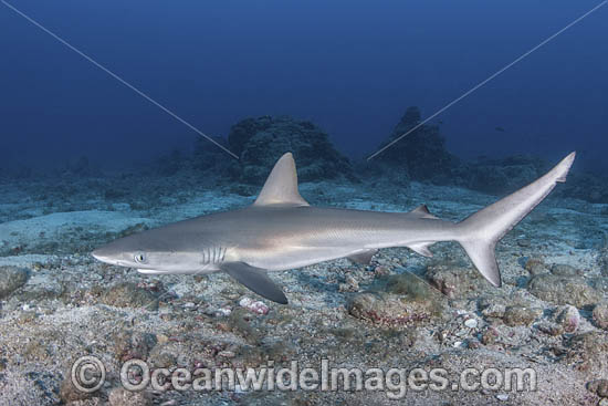 Galapagos Shark photo