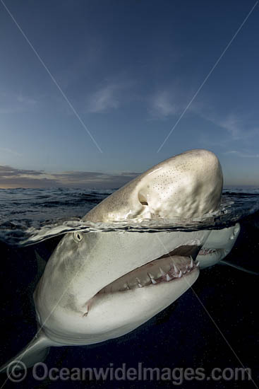 Lemon Shark photo