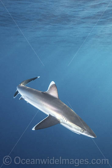 Silvertip Shark photo