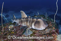 Japanese Bullhead Shark Photo - Andy Murch