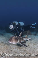 Japanese Bullhead Shark Photo - Andy Murch