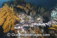 Galapagos Bullhead Shark Photo - Andy Murch