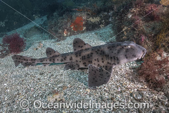 Galapagos Bullhead Shark photo