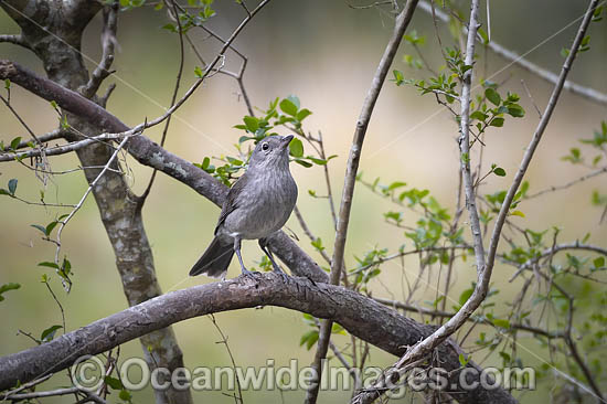 Grey Shrike-thrush photo