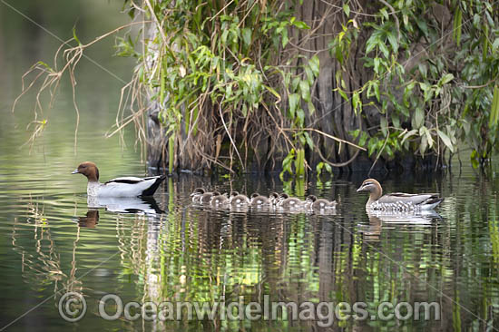 Australian Wood Ducks photo