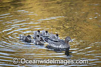 Duck with Ducklings Photo - Gary Bell