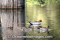 Wood duck family Photo - Gary Bell