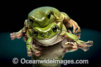 Green Tree Frog Photo - Gary Bell