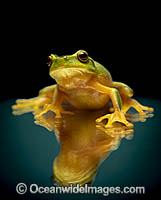 Dainty Green Tree Frog Photo - Gary Bell