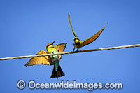 Rainbow Bee-eater Photo - Gary Bell