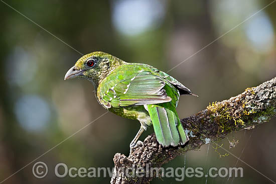 Australian Green Catbird photo