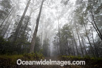 Bruxner Park Rainforest Photo - Gary Bell