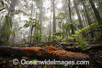 Bruxner Park Rainforest Photo - Gary Bell