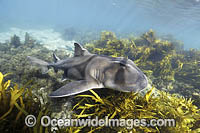 Port Jackson Shark Photo - David Fleetham