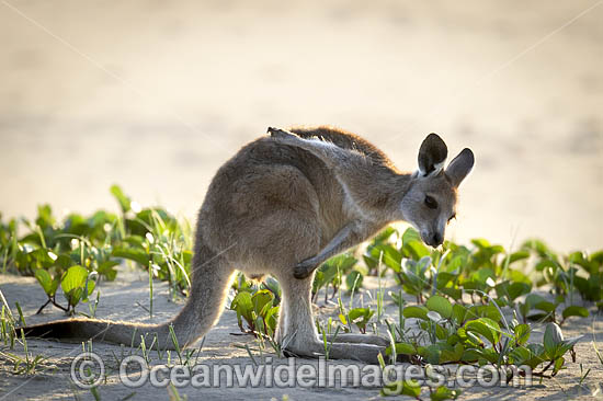 Eastern Grey Kangaroos on beach photo