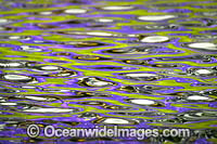Jacaranda Flowers in pond Photo - Gary Bell