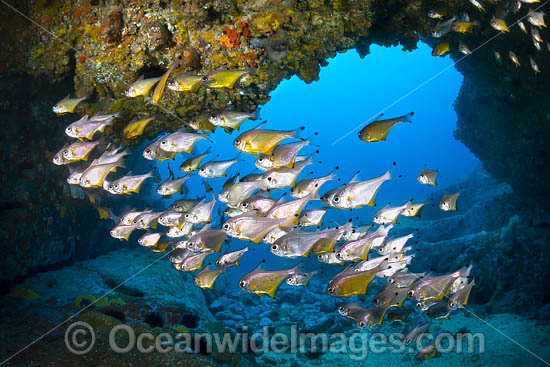 Schooling Fish in Cave photo
