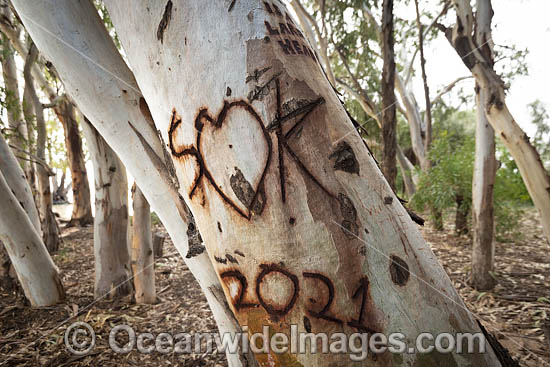 Graffiti on Gum Trees photo