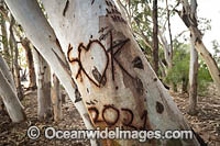 Graffiti on Gum Trees Photo - Gary Bell