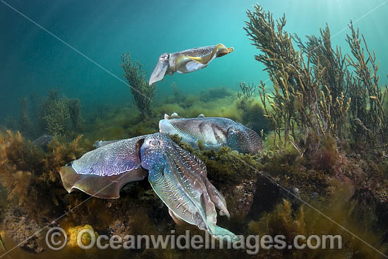Australian Giant Cuttlefish photo