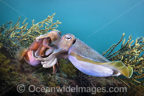 Australian Giant Cuttlefish photo