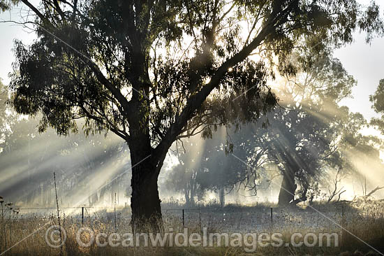 Sunrays through tree photo