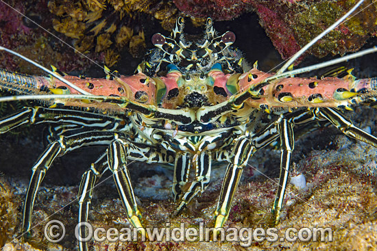 Painted Crayfish photo