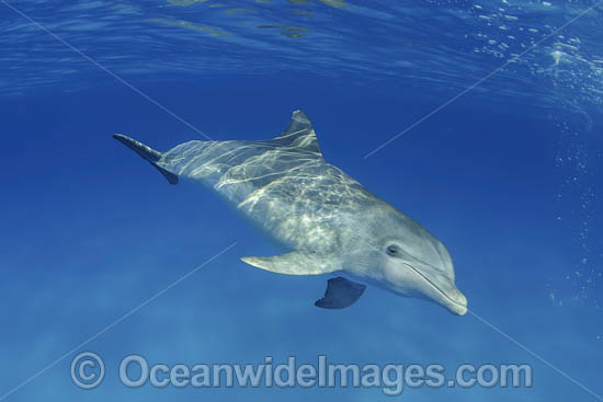 Atlantic Spotted Dolphin photo