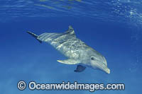 Atlantic Spotted Dolphin Photo - David Fleetham