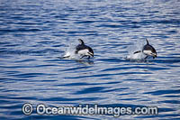 Pacific White-sided Dolphins Photo - David Fleetham