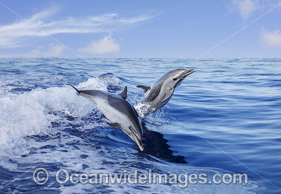 Pantropical Spotted Dolphin photo