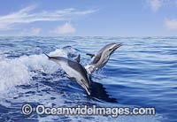 Pantropical Spotted Dolphin Photo - David Fleetham