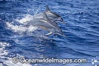 Spinner Dolphins Photo - David Fleetham