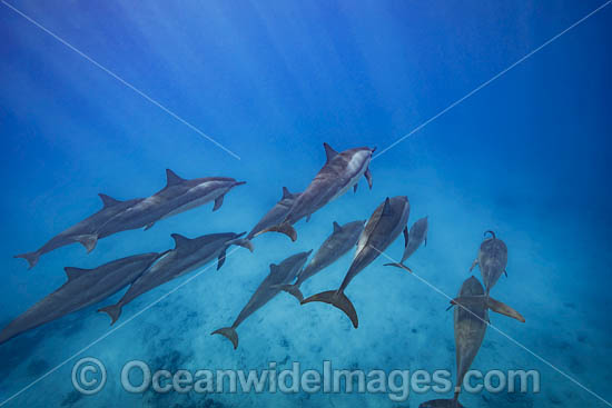Spinner Dolphins photo