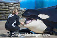 Orca with Trainer Photo - David Fleetham