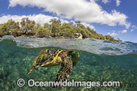 Green Turtle Photo - David Fleetham