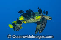 Green Turtle Photo - David Fleetham