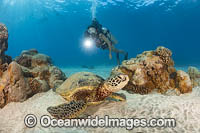 Scuba Diver and Green Turtle Photo - David Fleetham
