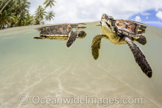 Newly hatched Green Turtle photo