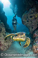 Scuba Diver and Green Turtle Photo - David Fleetham