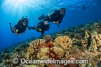 Divers and Coral Reef Scene Photo - David Fleetham