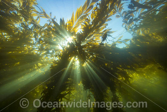 Giant kelp forest photo