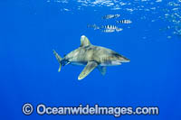 Oceanic Whitetip Shark Hawaii Photo - David Fleetham