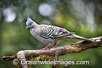 Australian Crested Pigeon Photo - Gary Bell