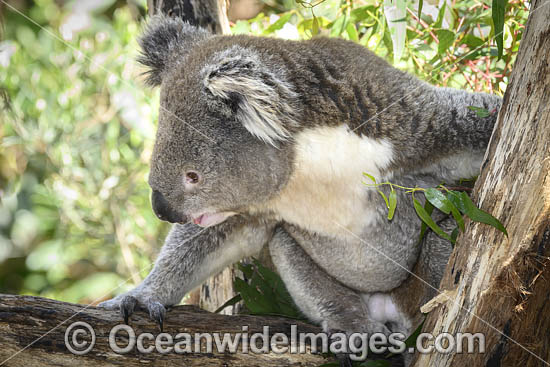 Australian Koala eating photo